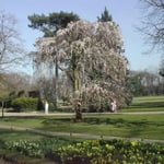 ブローニュの森でしだれ桜を見ました。見事な枝ぶりでした。 ・ブローニュの森なるしだれ桜かな（和良）