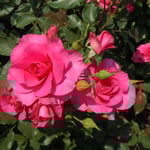 藍住町の薔薇園で見た赤い薔薇です。生き生きしていました。　　　　　　　　　　　　　　　　　　　　　　　　　　　　・今朝咲きし薔薇太陽を正面に(和良)