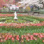 正木ダムの近くの生家にチューリップを咲かせている人がいました。　・チューリップ桜の影の花小さき(和良)