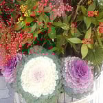 徳島市で開かれた新年賀詞交歓会の門松は葉牡丹が輝いていました。・葉牡丹の白のまぶしき飾かな（和良）