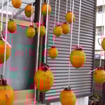 今年は大振りの大和柿を選んで丁寧に皮を剥き吊るしました。　　　・特大の大和柿剥き吊るしけり(和良)