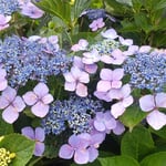 秋の気配がする大川原高原では額の花が色鮮やかに咲いていました。　・鮮やかな色でありけり額の花(和良)