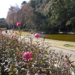 徳島城址のある徳島市中央公園の冬の薔薇です。　　　　　　　　　　　　　　　　　　　　　　　　　　　　　　　　　　　・風痛みしても凛々しく冬の薔薇(和良)