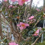 大日寺の本堂前の山茶花は弾けるように咲いていました。　　・山茶花の弾けるやうに咲いてをり（和良）