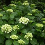 入梅の日、大塚製薬能力開発研究所の紫陽花も花を開き始めました。  ・七変化始まる白でありにけり（和良）