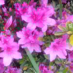 私の住む家の前の公園の躑躅は雨の後はことに美しかったです。　・躑躅咲く雨に洗はれ美しく(和良)