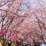 一と月も早くできる蜂須賀桜のお花見を皆で楽しんでいました。　　　・一と月も早く花見のできる阿波(和良)