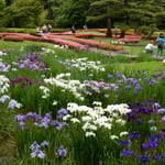 東御苑の菖蒲園では傾いている花菖蒲が一つもありませんでした。　　　　・傾ぐもの一つとてなき菖蒲園（和良）