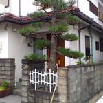 松手入の終った我が家の玄関の松は勢いのあるように見えました。　　　　・松手入済みたる松に勢あり(和良)