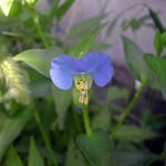 我が家の庭の露草です。久しぶりの雨に輝いて見えました。 ・露草の露草色や今朝の雨（和良）