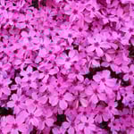 美馬市脇町の広棚の芝桜には日が当たっても影がありませんでした。　・日当たりて影の無かりし芝桜(和良)