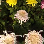 高校の初展示や高校生の課外授業もあり菊作りが伝えられていました。　・高校の課外授業の菊花展（和良）