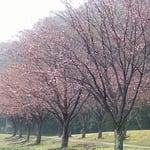 徳島城公園の助任川南岸では蜂須賀桜が二分咲になっていました。　・二分咲いて赤き蜂須賀桜かな（和良）