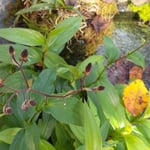 地蔵院では御手洗の縁に杜鵑草が可憐な蕾をつけていました。　　・御手洗の縁に群れ咲き杜鵑草(和良)