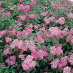 皇居東御苑で「しもつけの花」を見つけました。綺麗でした。 ・しもつけの寄り添ふ如く咲きにけり（和良）