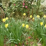 椿自然園には椿と共に黄水仙が群れ咲く径もありました。　　　　　　　　・椿咲く径に群れ咲き黄水仙（和良）