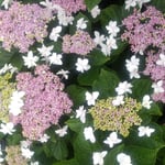 藍住町の散歩で見つけた額の花は休日の美容院の店先にありました。　　・美容院今日はお休み額の花(和良)