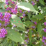 吉野川市藤井寺の門前の畑に紫式部が実をつけていました。　　・実むらさき遍路の宿は畳まれて（和良）