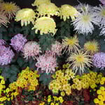 牧野植物園の菊花展では沢山の種類の菊が咲き競っていました。　　　　　　　　　　　　　　　　　　　　　　　　　　・それぞれの個性を咲かせ菊花展(和良)