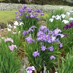 東御苑の菖蒲園では株毎に違う品種の花菖蒲が咲いていました。　　　　・株毎に違う品種や菖蒲園(和良)