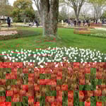 国営昭和記念公園のチューリップ園は立木の中に広がっていました。　　　・木の茂る丘を敷き詰めチューリップ（和良）