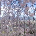 垂れ桜はエカテリーナのスカートのように裾が広がっていました。・エカテリーナのスカートのごと糸桜(和良)