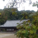 木豇豆の実の垂れている寺は静かなたたずまいを見せていました。　・木豇豆の実の鈴生りの秋の寺（和良）