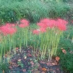 農業大学跡地の曼殊沙華は林のように林立していました。　　　　　　　　・曼殊沙華林に凛とほたる草（和良）