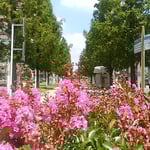 浜松市の中心街で見た百日紅です。太陽を浴びて勢いがありました。　　　・太陽に勢増す赤百日紅（和良）