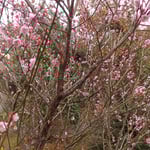 句碑の世話をされている方が紅梅は枝も芯まで赤いと教えてくれました。   ・紅梅は枝も芯まで赤かりし(和良)