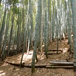 筍を掘る手入れされた竹林にはよく日差が通っていました。　・筍を掘る竹林の明るさよ（和良）