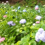 熊谷寺の緩やかな坂の参道には紫陽花が山際にまで咲いていました。　・山際にまで紫陽花の咲ける寺(和良)