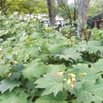 牧野富太郎が発見したキレンゲショウマの群生もありました。・こんもりとキレンゲショウマ群れ咲ける(和良)