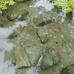 吉野川市鴨島町の江川湧水源では清水が涌き出ていました。　・次々に水輪の生まれ清水湧く（和良）