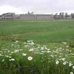 岡山県の蒜山高原の朝です。マーガレットが咲く道を散歩しました。 ・牧場に群れ咲くマーガレットかな （和良）