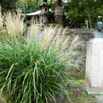 深大寺の境内には高浜虚子の像があり芒が植えられていました。　　　・像の虚子凛としてをり秋風に(和良)