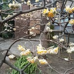 上野東照宮の牡丹園には三椏の花も咲いていました。　　　　　　　　　　・三椏の花は質素でありにけり（和良）