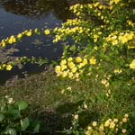 皇居東御苑で見た山吹です。鮮やかな黄色に目を引かれました。  ・黄色ならゴッホゴーギャン濃山吹（和良）