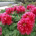 150種450株の中には大振りの牡丹がありました。　　　　　　　　　　　　　　　　　　　　　　　　　　　　　　　　　　　・大振りの牡丹のかくも妖艶な(和良)