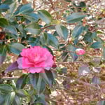 廃校となった農大の校庭では山茶花が散っていました。　　　　　　　　　　　　　　　　・廃校の庭の山茶花散るばかり(和良)