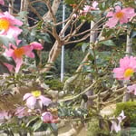 板野町の大日寺の本堂前の山茶花は大きな花びらでした。　　・この花はと聞けばこれも山茶花と（和良）