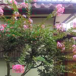 9月になりましたが百日紅は花がこぼれ落ちても咲き続けています。・こぼれてもこぼれても咲き百日紅(和良)