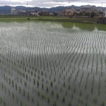 藍住町には田んぼが多くあり青田を渡って来る風が爽やかでした。　・豊葦原瑞穂の国の青田風(和良)