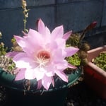 我が家のサボテンが花をつけました。太陽に輝いています。　　　　　　　　　・サボテンの花の眩しき夏の朝（和良）