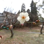 徳島城公園の探梅で一輪の白梅に出合えました。嬉しかったです。　　　　　　　　　　　　　・梅探し来て一輪に出合へたる(和良)