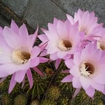 藍住町の自宅では仙人掌が犇めき合うように咲きました。　・仙人掌の犇めき合ひて咲き競ふ（和良）