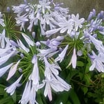 アガパンサスの薄い紫色の花は雨を呼ぶ色に見えました。　・雨を呼ぶアガパンサスの花の色（和良）