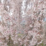 向麻山公園の枝垂れ桜は大振りで圧倒する迫力がありました。　　　・枝垂れ桜とはこんなにも大振りな(和良)