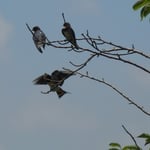 徳島市の眉山山頂で見た子燕は飛び立てないでいました。　　　　　　　　　　　　　　　　　　・子燕の飛び立てずゐる枝の先（和良）