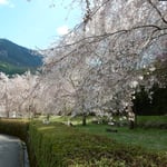 神山町では日本一しだれ桜を咲かそうと取り組んでいます。　・日本一しだれ桜を咲かさうと（和良）